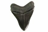 Serrated, Fossil Megalodon Tooth - Stunning Tooth #135918-1